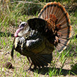 A turkey at Kissimmee Prairie Preserve State Park