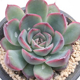 トップ100多肉 植物 花 うらら 最高の花の画像