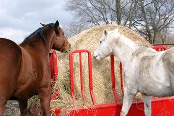 Image result for IMAGES OF HORSE SHAPED MONSTERS