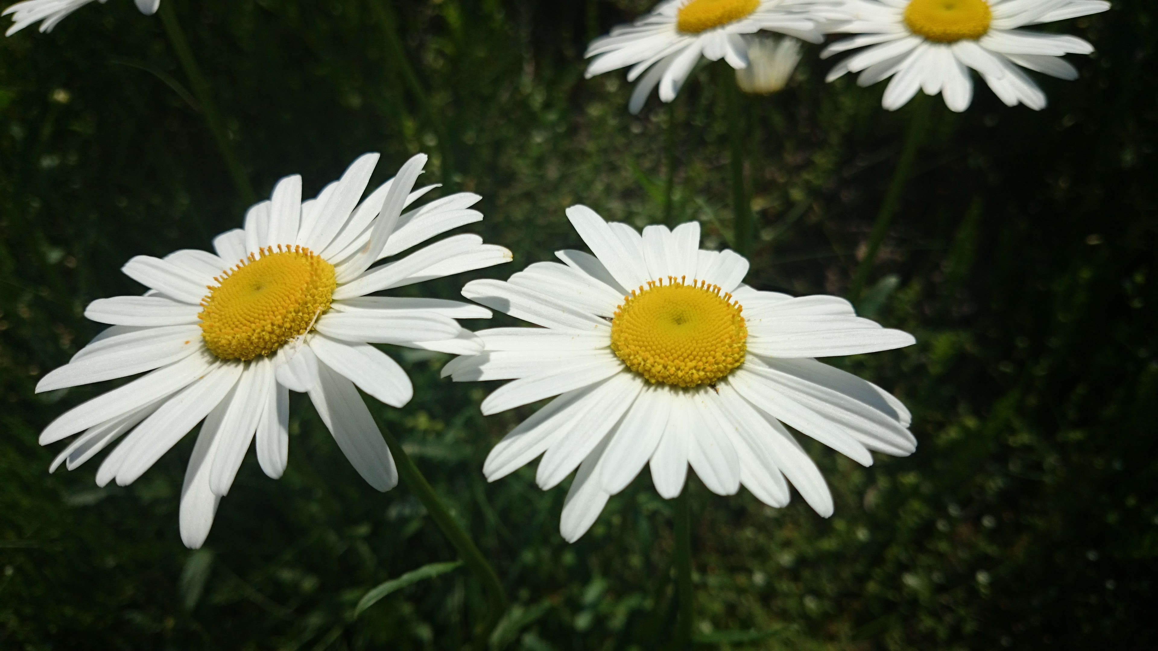 Jozpictsixap4 最も欲しかった マーガレット 似た花 オレンジ マーガレット 似た花 オレンジ