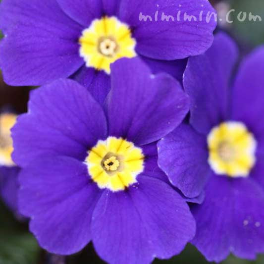 すべての花の画像 心に強く訴えるプリムラポリアンサ 花言葉