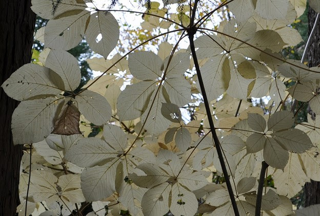 ベスト50 白い 葉 最高の花の画像