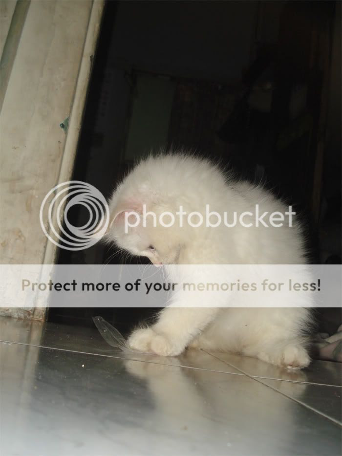 Pasang Iklan Promosi Gratis Kaskus - Iklan Jual Beli Fauna 