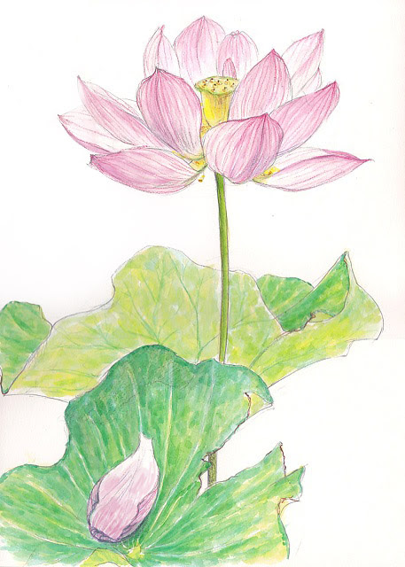 無料ダウンロード花 デッサン 鉛筆 最高の花の画像