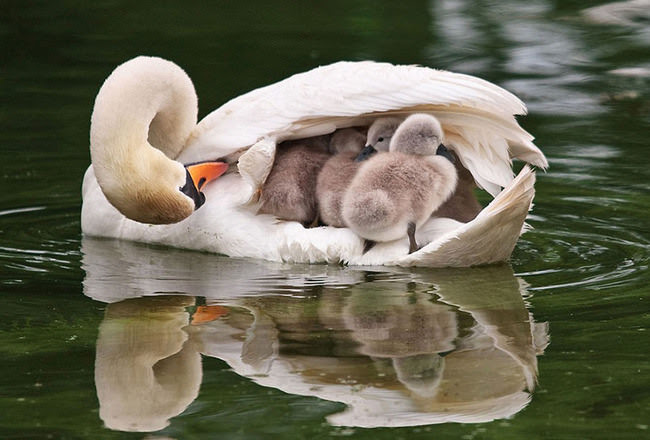 parent love