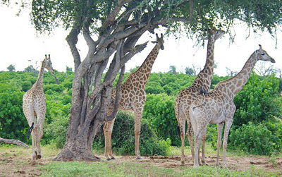 Chobe National Park