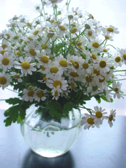 すべての美しい花の画像 50 白い 小さい 花 花束