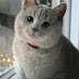 Golden British Shorthair Price In India