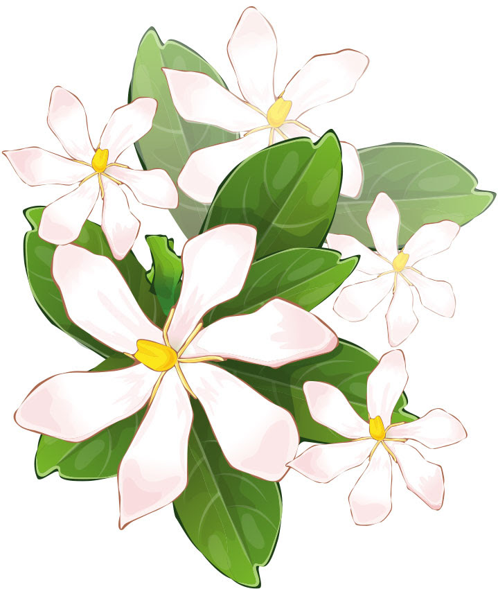 最新のhd茉莉花 ジャスミン 花 イラスト 動物ゾーン