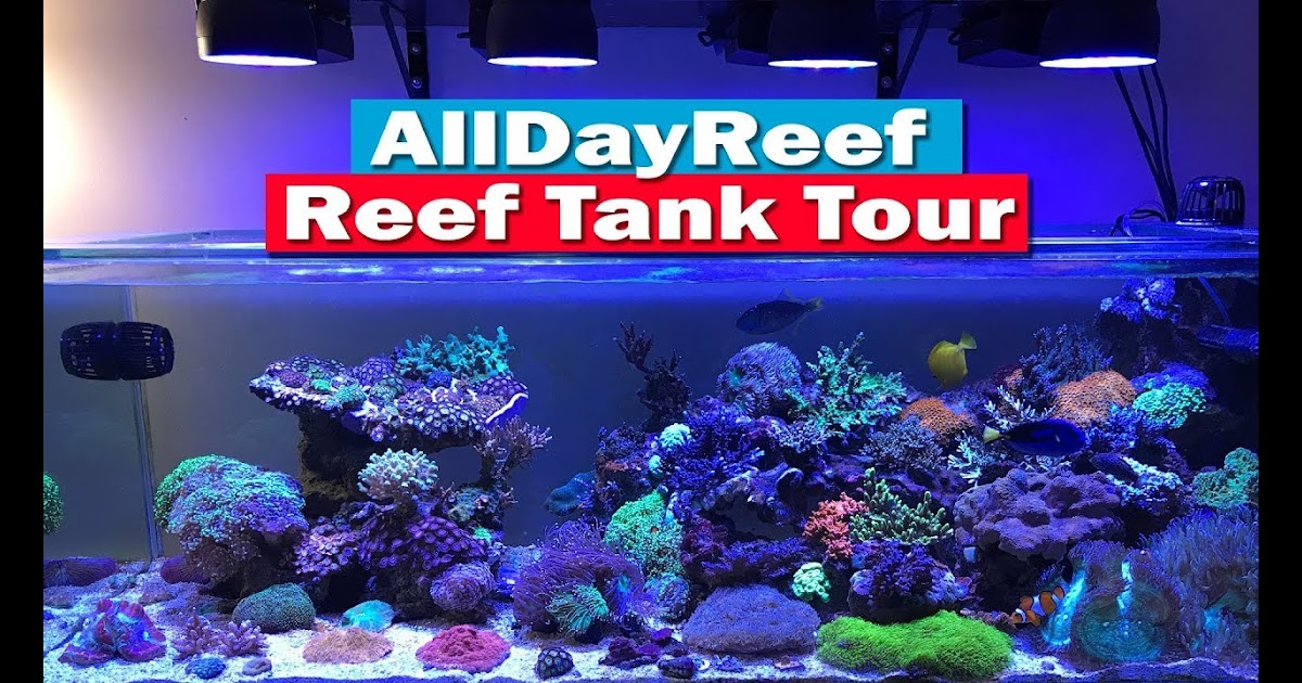 ReefDudes AllDayReef Saltwater Reef Tank Tour - Nyos Torq ... - 