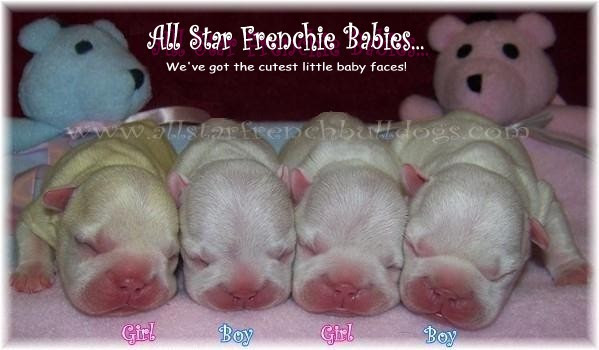 Here we have our stunning litter of french bulldog puppies 6 beautiful girls and 1 beautiful boy. French Bulldog Puppies Akc French Bulldogs For Sale To Loving Homes French Bulldog Breeders