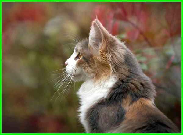  Nama  Kucing Cowo Yg  Bagus  81021 Nama  Untuk Kucing Comel 