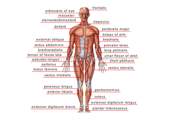 Arm muscles with portions of arteries and nerves muscles of arm: Human Being Anatomy Muscles Anterior View Image Visual Dictionary Online