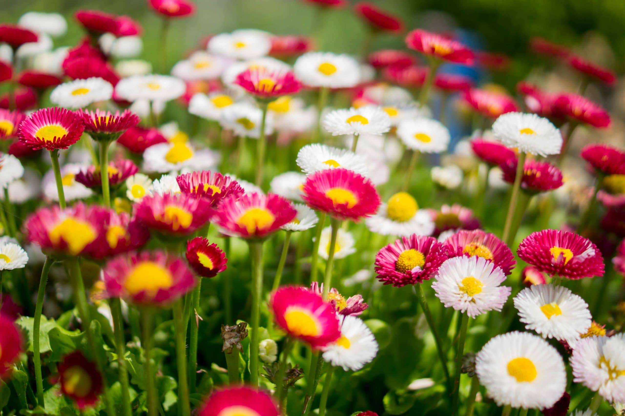 Immagini buongiorno da scaricare su whatsapp! Immagini Belle Di Fiori 47 Foto Sfondi Hd Bonkaday Com