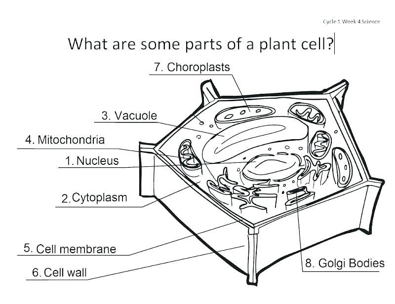 Download Science Animal And Plant Cells Worksheet Answers - worksheet