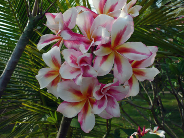Book jungle jack backpackers, kundasang on tripadvisor: Jungle Jacks Thailand Plumerias