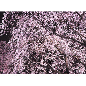 トップ100 背景 桜 イラスト かっこいい スーパーイラストコレクション