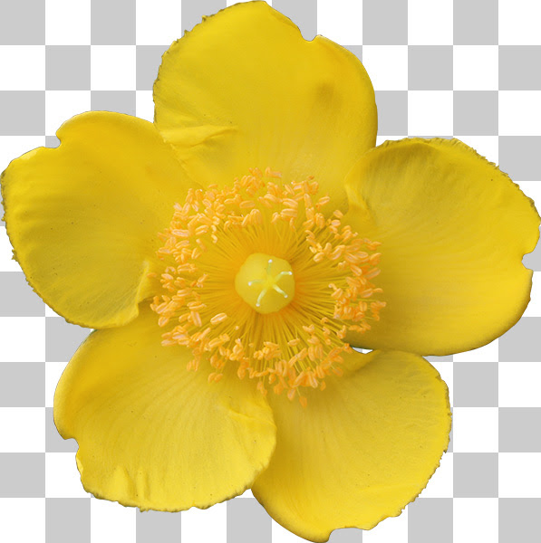 新着花 透過 素材 すべての美しい花の画像