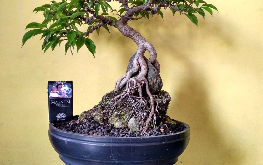 Bonsai Mini Beringin  Aneka Ragam Bentuk Bonsai