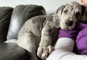 Great danes have a short, thick coat that typically needs nothing more than routine grooming with weekly brushing. Northern Colorado Great Danes Nutrition Great Dane Puppies