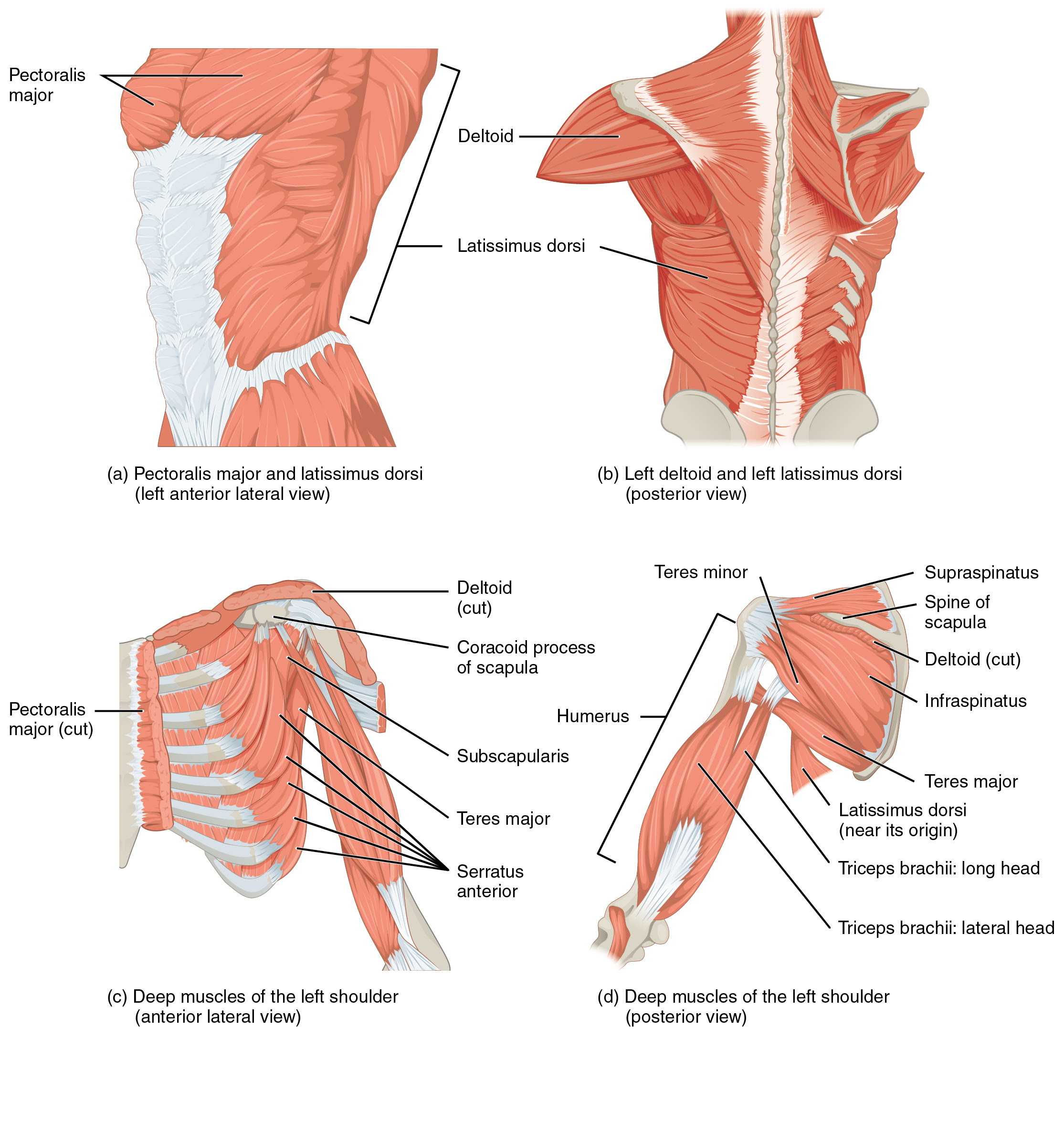 They're some of the most complex and frequently used body parts. Muscles Of The Pectoral Girdle And Upper Limbs Anatomy Physiology