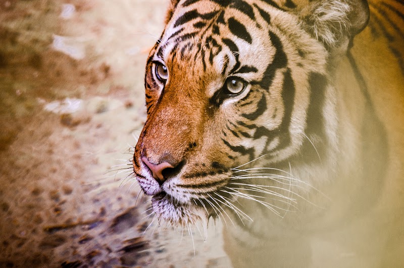 22+ Walpaper Harimau, Motif Masa Kini!