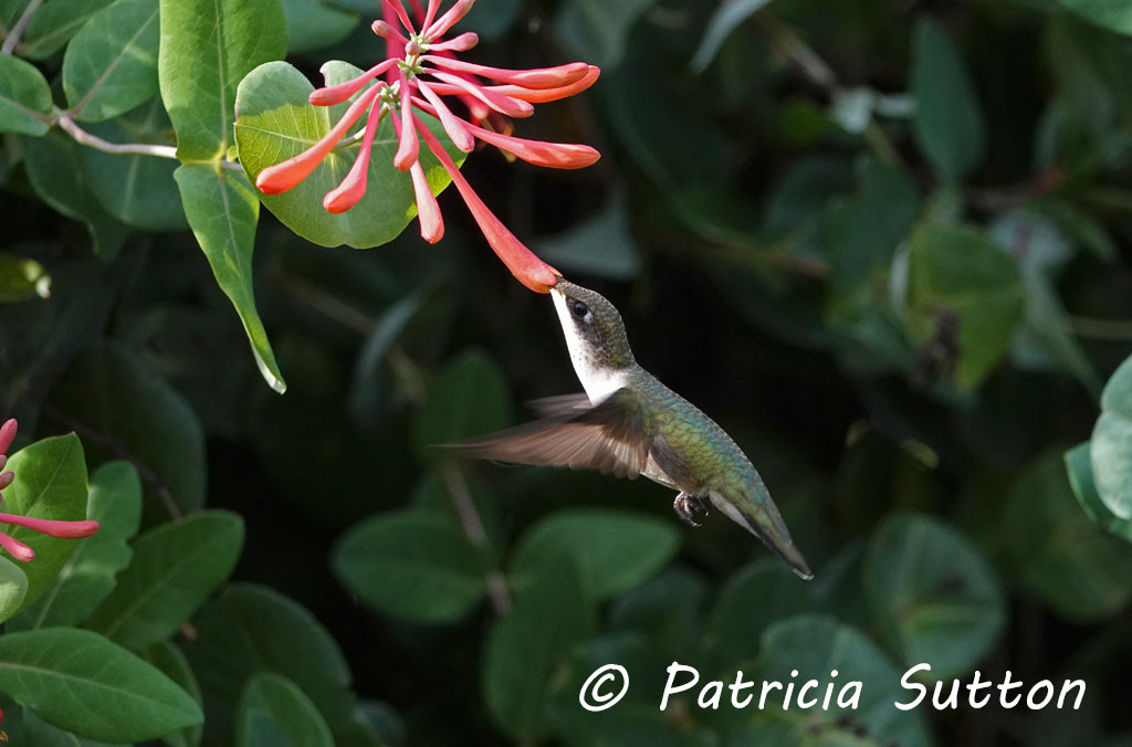 We did not find results for: Ruby Throated Hummingbirds How To Attract Them Pat Sutton S Wildlife Garden
