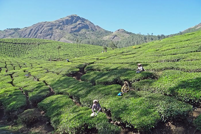 Have You Ever Wondered Where Your Tea Comes From?