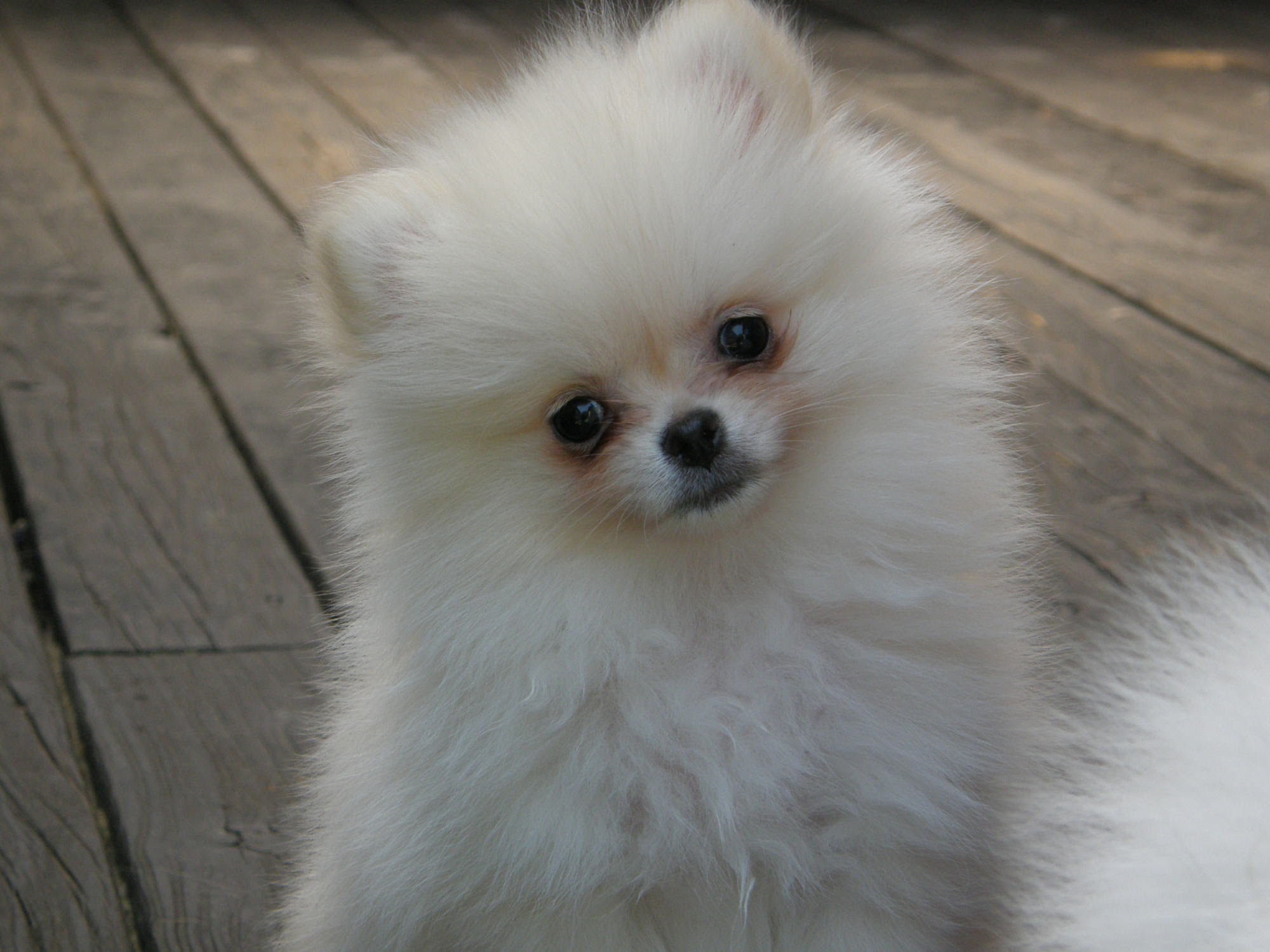 Kasword 子犬 かわいい 白 赤ちゃん ポメラニアン