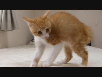 Netyasun 猫 威嚇 ポーズ