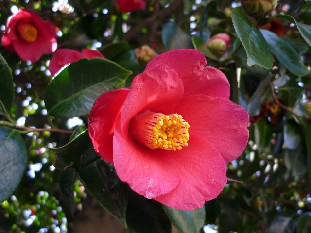 すべての美しい花の画像 75 かりん 花言葉