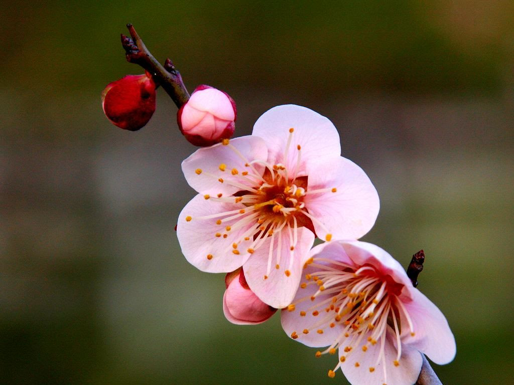 すべての花の画像 ベスト50 2月 梅の花 壁紙