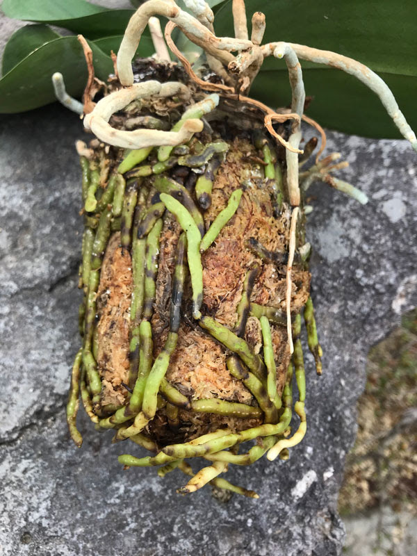 すべての美しい花の画像 これまでで最高の胡蝶蘭 植え替え バークから水苔