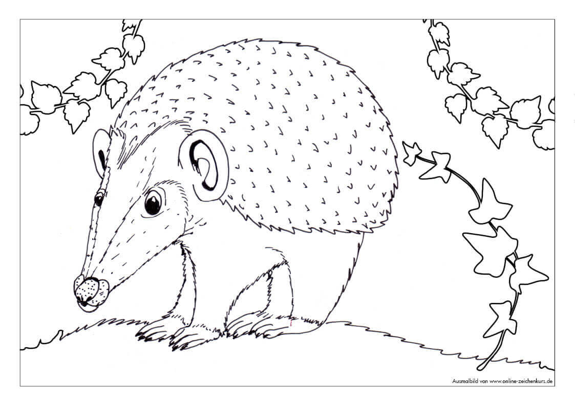 malvorlage igel a4 - kinder zeichnen und ausmalen
