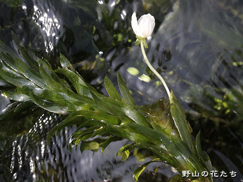 ベストコレクション オオカナダモ 花 オオカナダモ 花