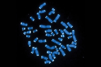 Telomeres on human chromosomes