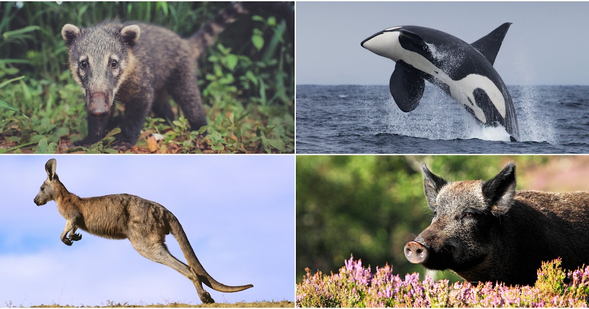 all about rare animals unique animals and more.... Rare