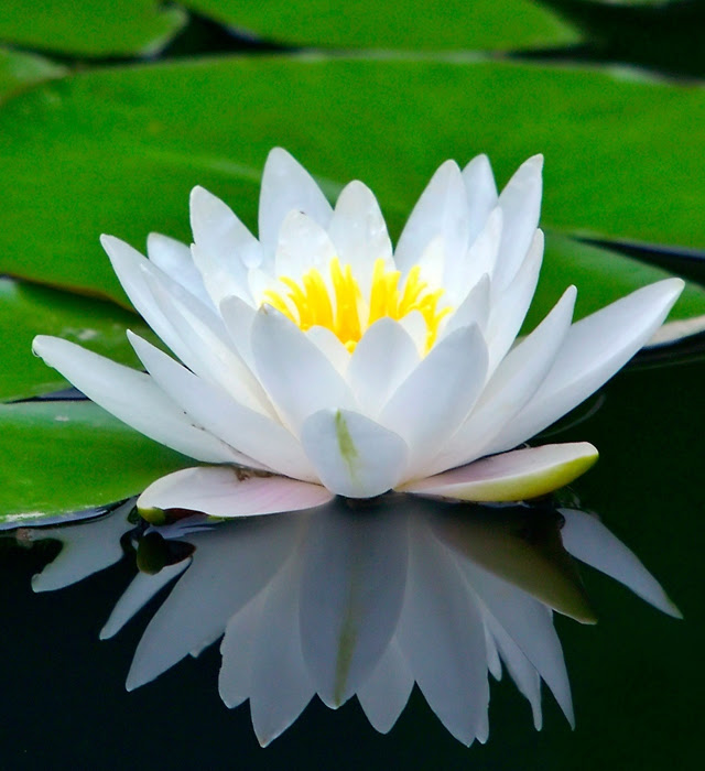 美しい花の画像 新鮮な睡蓮 花 画像
