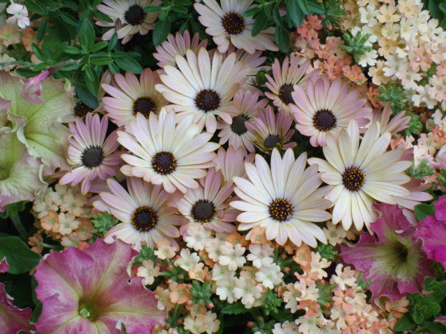 ロイヤリティフリー5月 植える 花 美しい花の画像