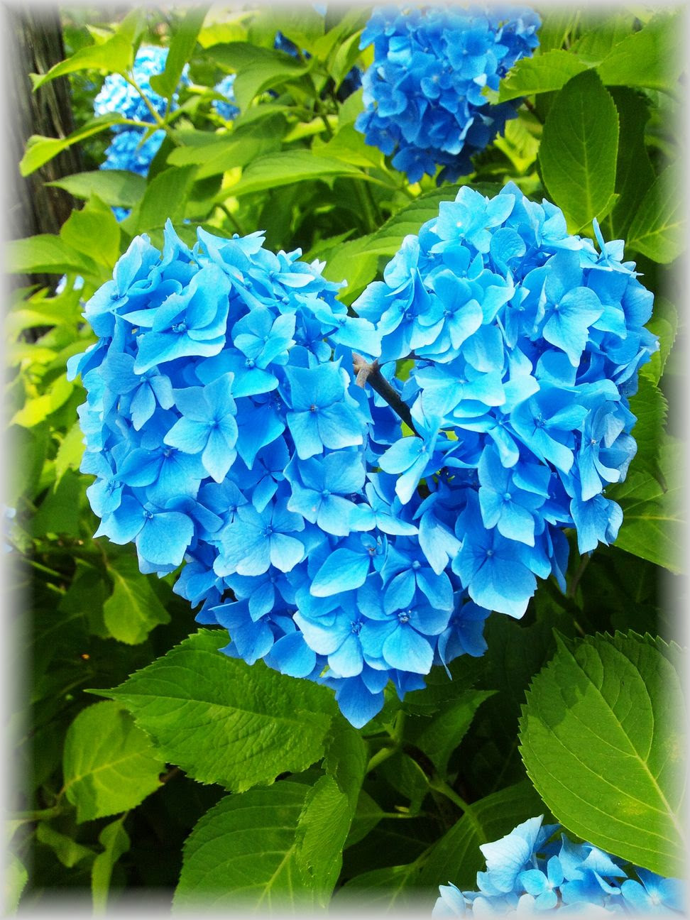 最高の壁紙 ハート の 紫陽花 待ち受け 美しい花の画像
