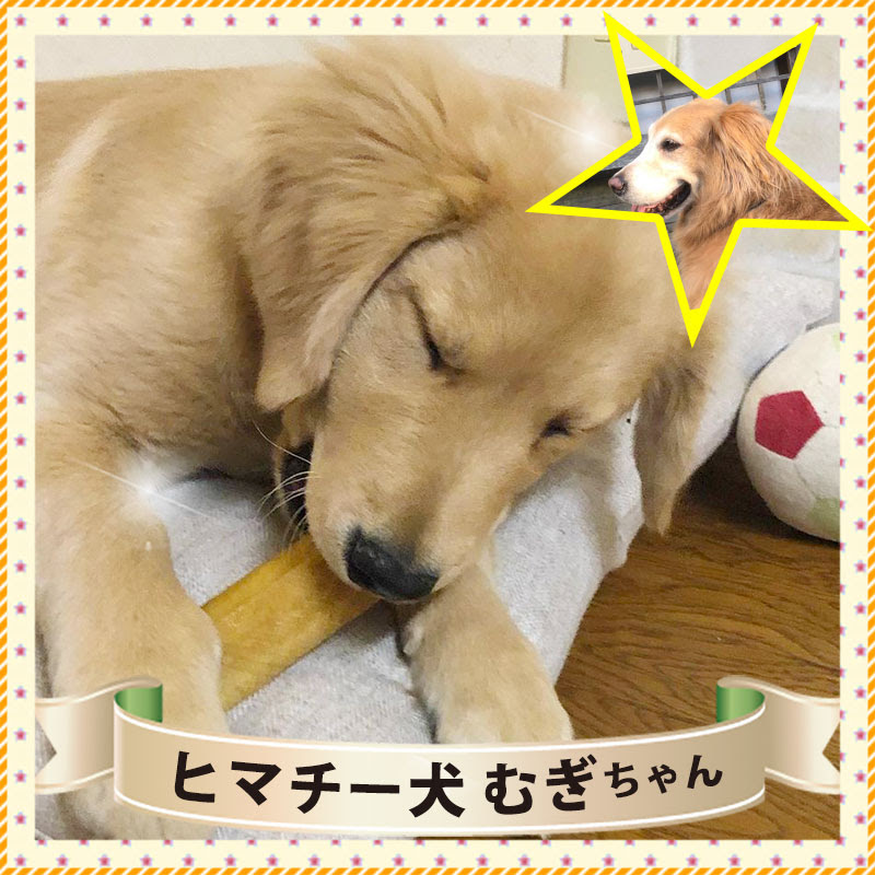 画像をダウンロード 犬 ヒマチー 69 犬 ヒマチー いつから Blogsaejpsongo