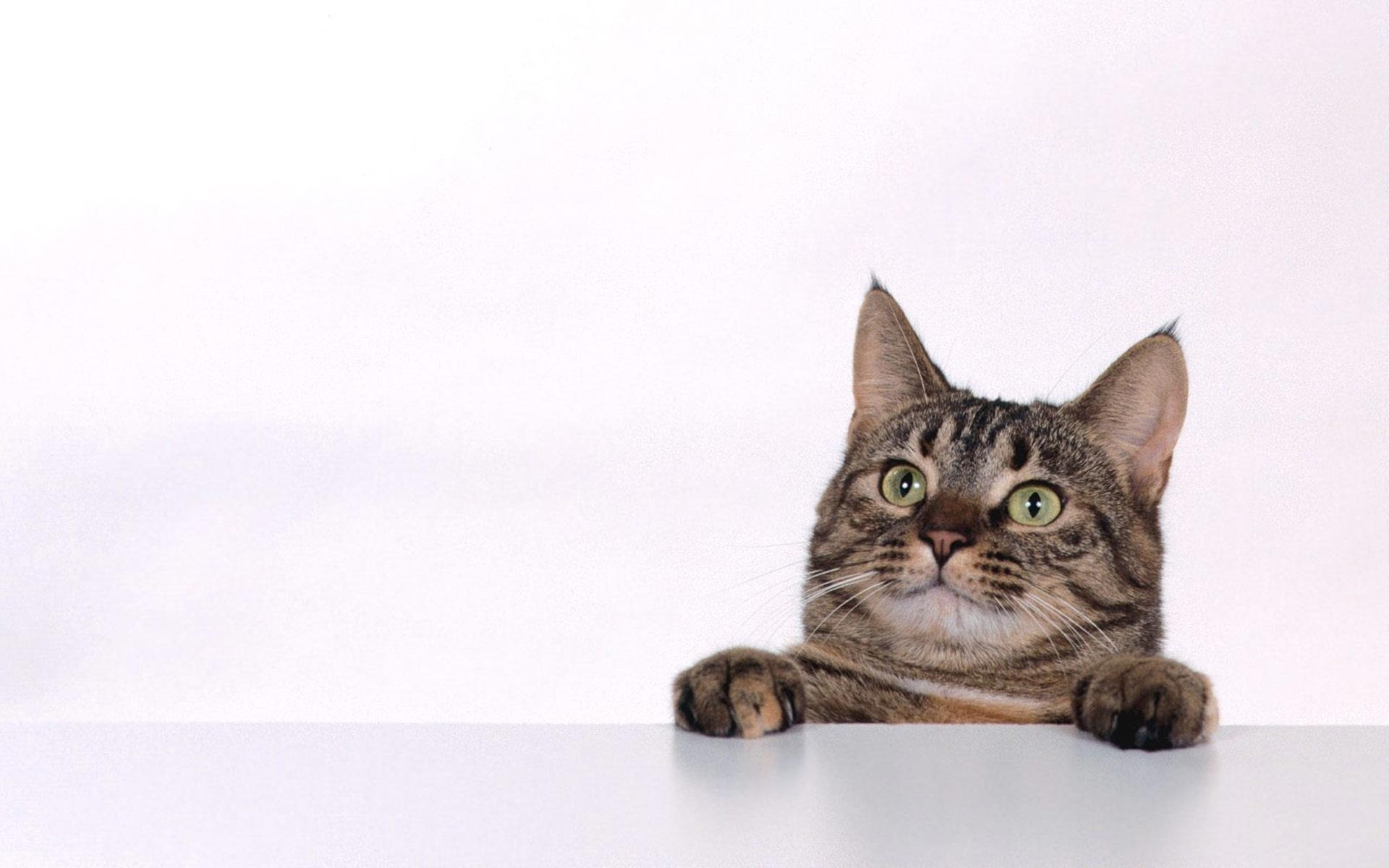 Pet Wallpaper Free Download Wild Cats Apple Mac Comic Pet Very Happy Cat Wallpaper