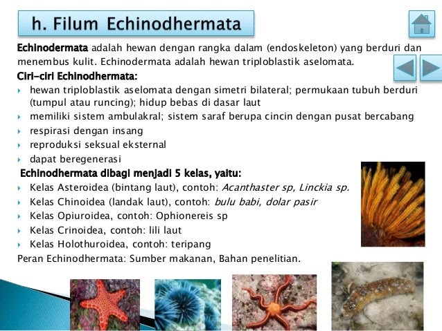 52 Contoh  Hewan  Yang Memiliki Eksoskeleton Dan 