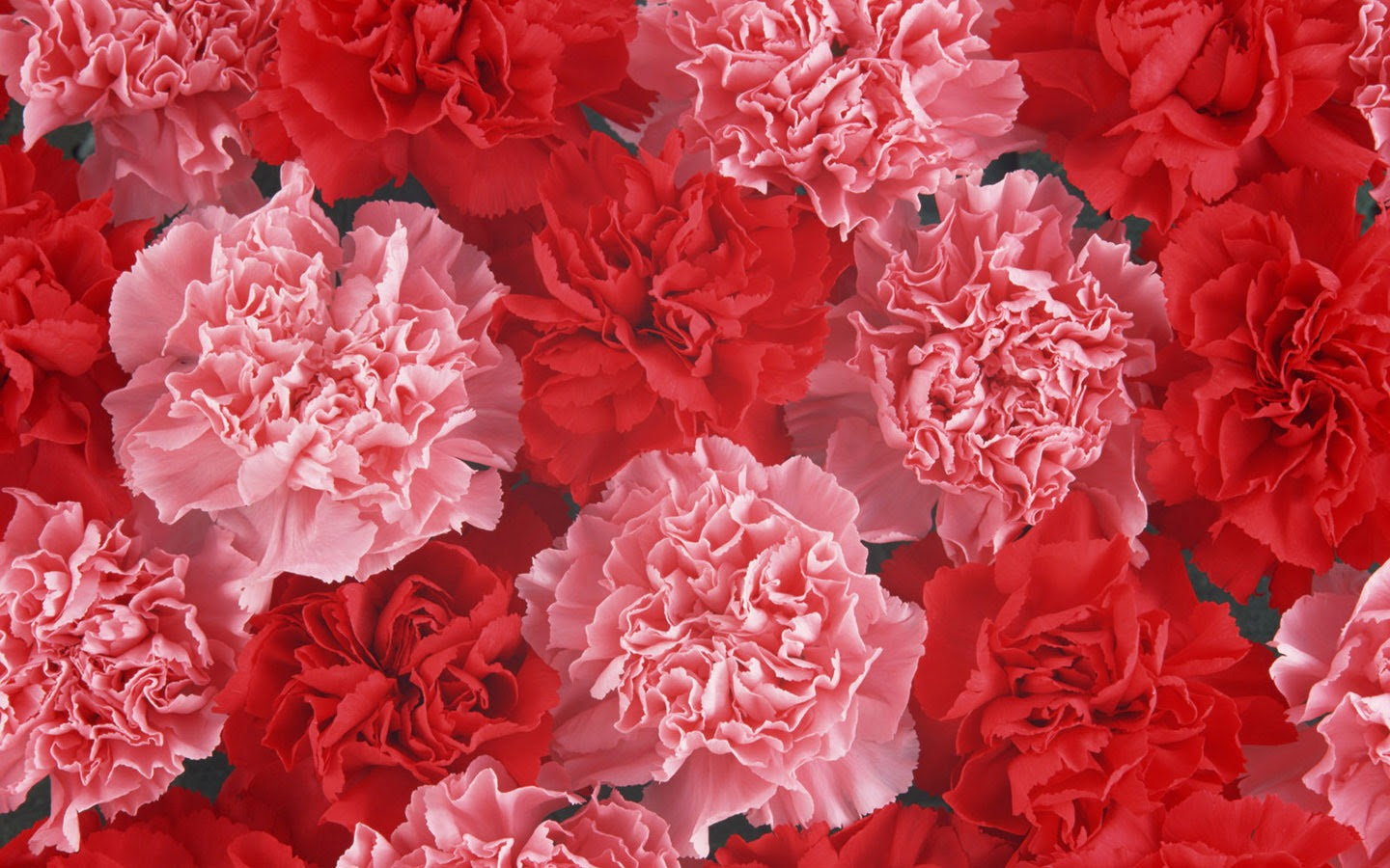すべての花の画像 最高かつ最も包括的な背景 カーネーション 壁紙