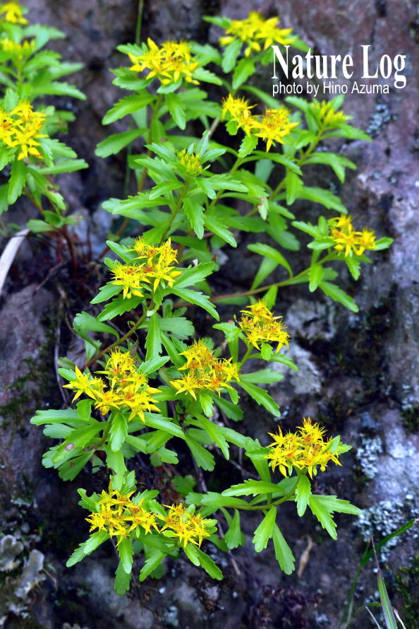 最高エゾ ノ キリンソウ 最高の花の画像