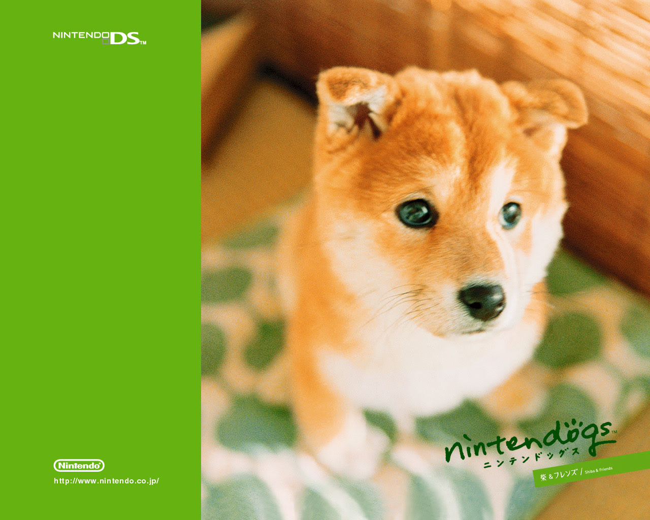 21年の最高 壁紙 柴犬 Jpbestwallpaper