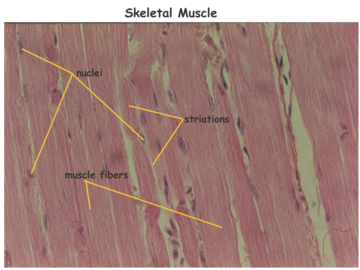 The muscular system consists of various types of muscle that each play a crucial role in the function of the body. Biology 2404 A P Basics