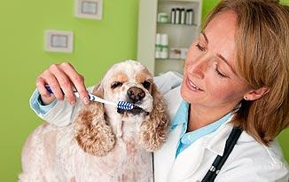Find a discount dental plan near you! Dental Care For Dogs Tips And Tricks Healthy Pets Animal Planet