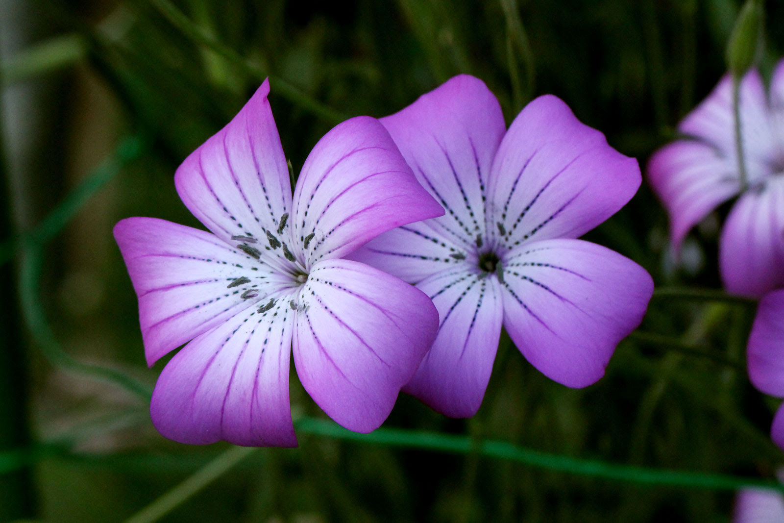 すべての美しい花の画像 上ナデシコ 花 種類