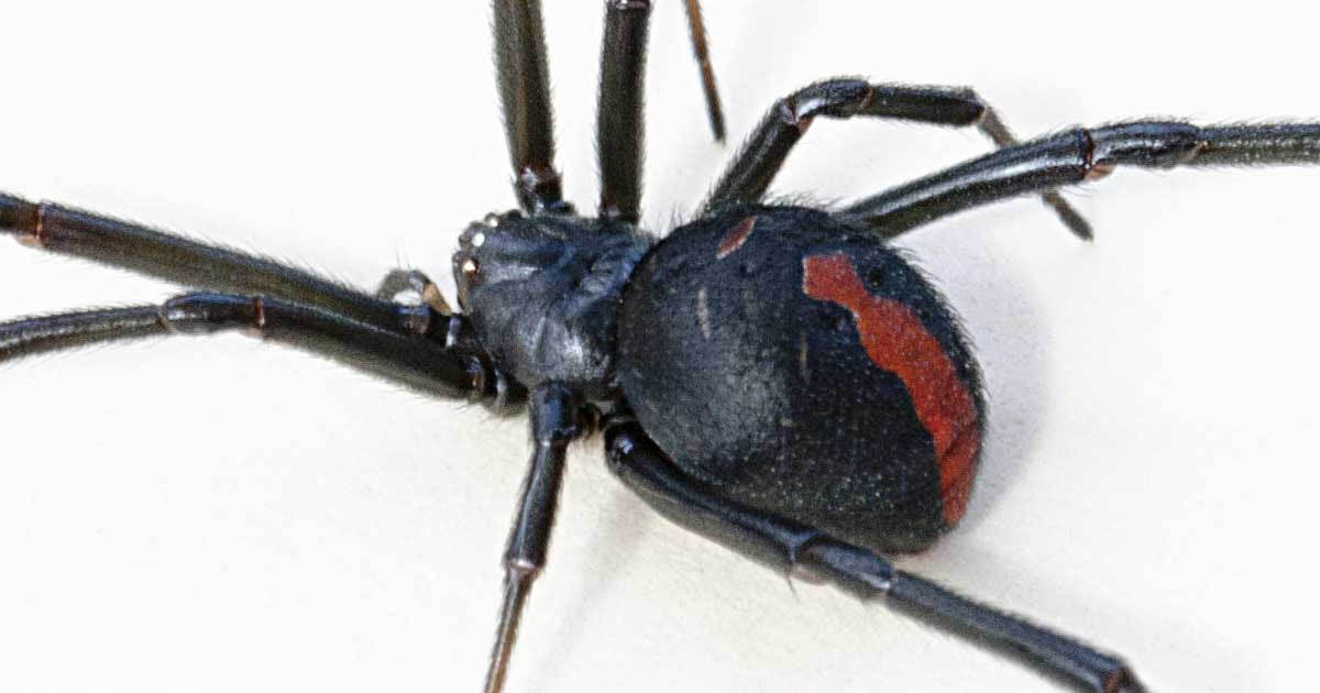Black widow spiders are known for sexual cannibalism and for their poisonous bites. All Black Widow Spiders Are Deadly Fact Or Myth